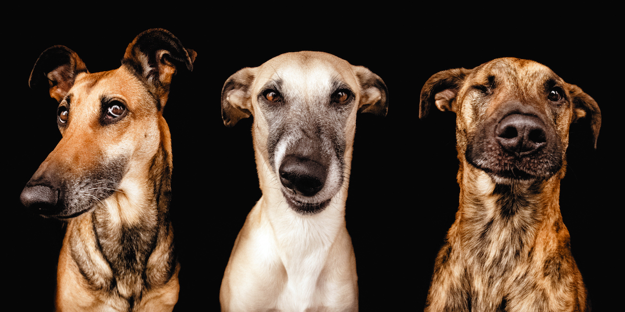 MediaCorp Does Not Owe Animal Welfare A Damn Thing