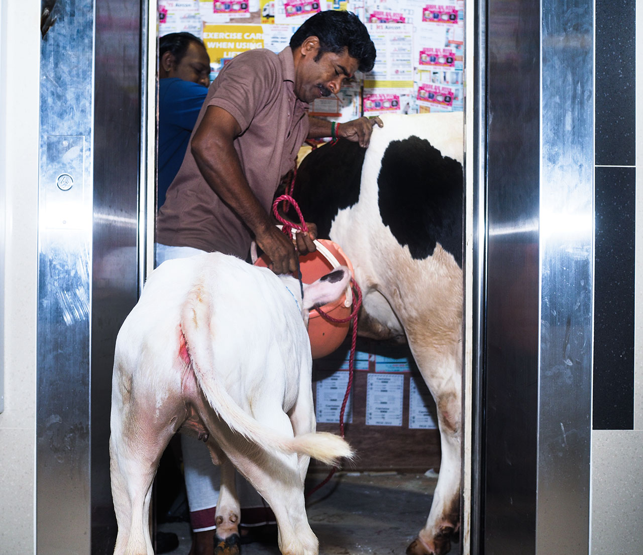 Two Cows, a HDB Lift, and a Clueless Chinese Girl