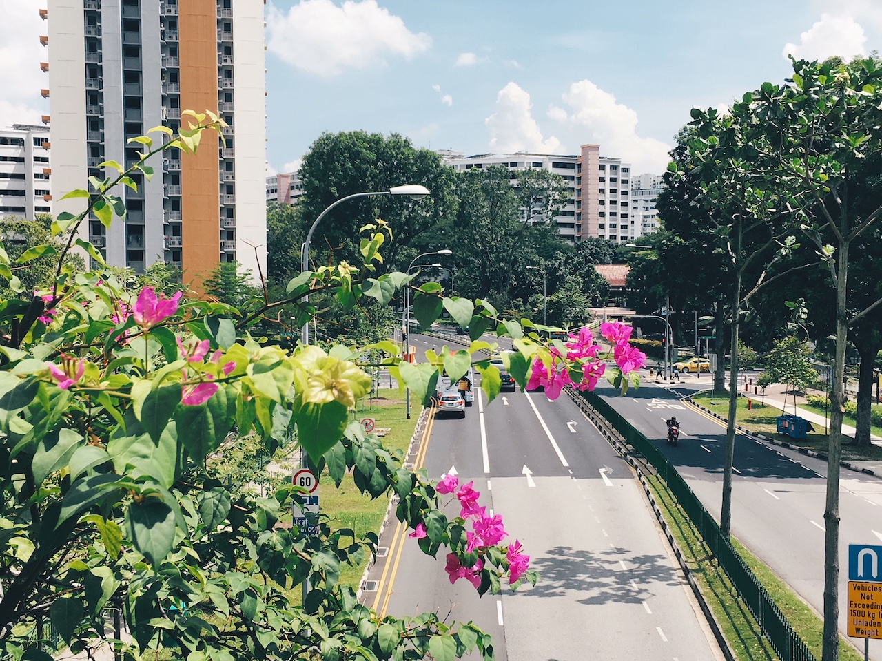 Unpopular Opinion: The Bougainvillea is Our True National Flower