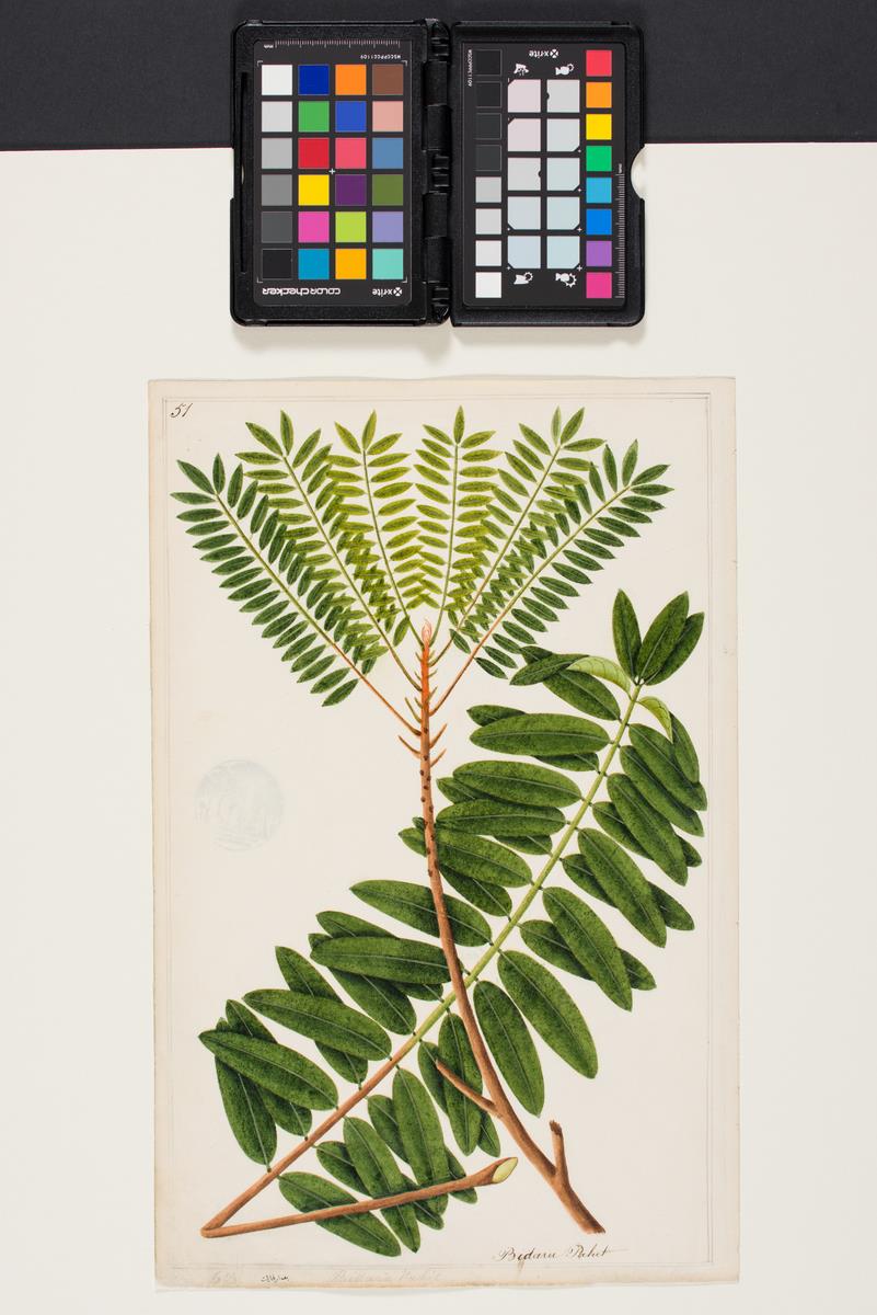 Rice-Media-Tongkat-Ali-1-'Tongkat Ali', William Farquhar Collection of Natural History Drawings Tongkat Ali: Illustrated on watercolour between 1803-1818 for then Resident Of Malacca, William Farquhar. (Credit: Roots.sg)