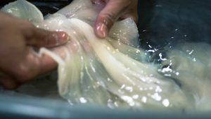 Less Emotion, More Information: How Talking About Shark’s Fin in Singapore Needs to Change
