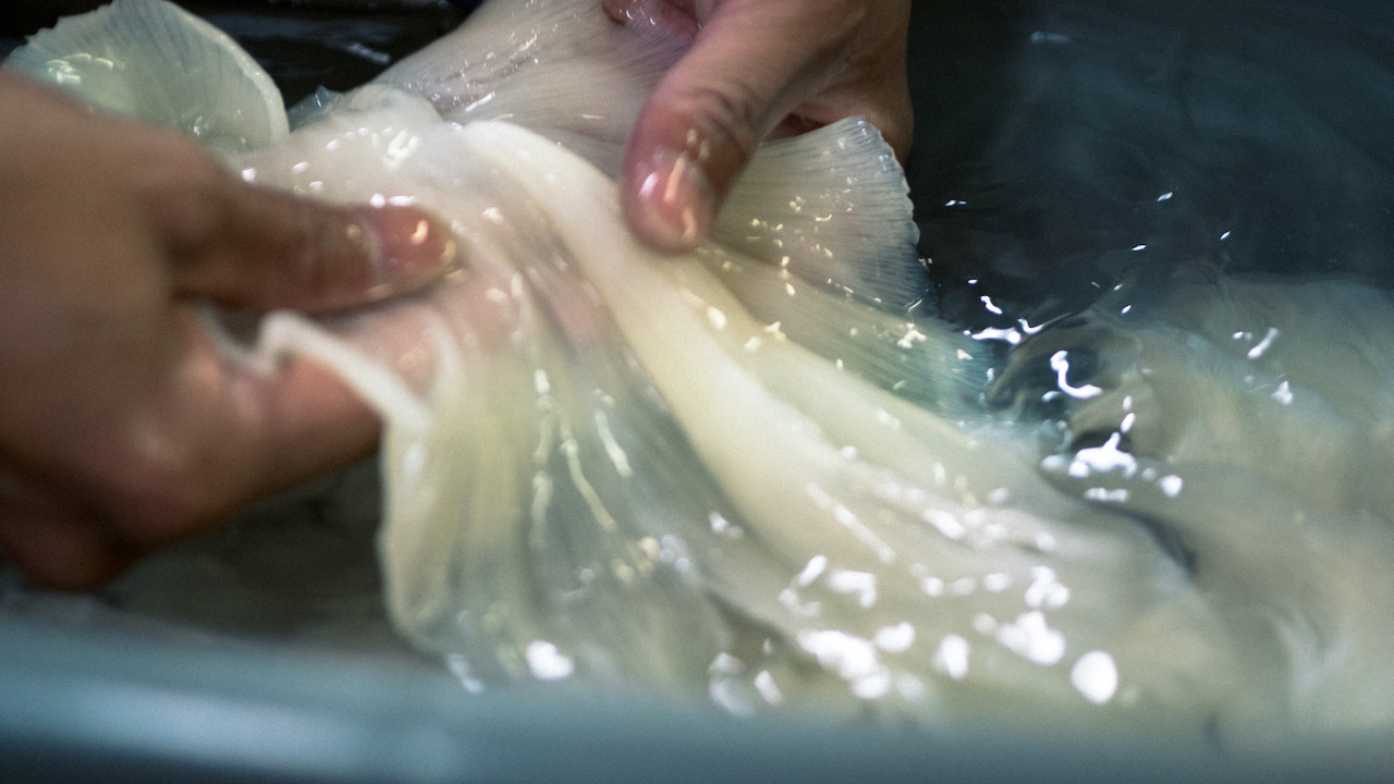 Less Emotion, More Information: How Talking About Shark’s Fin in Singapore Needs to Change