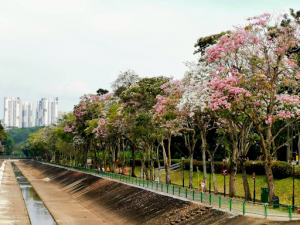 Why Is It So Hard to Believe That Singapore Can Be Beautiful?