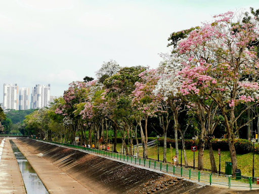 Why Is It So Hard to Believe That Singapore Can Be Beautiful?