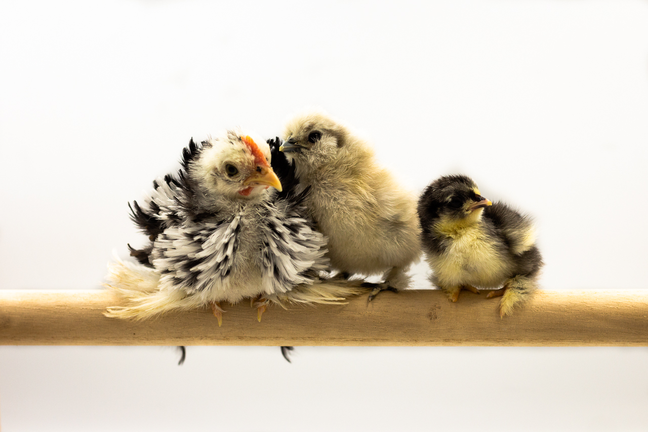 Chickens Are The Best Pets. Yes, Even in HDBs