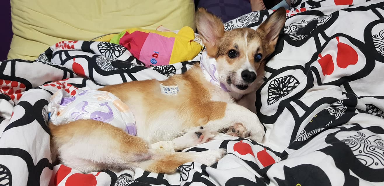 I Took My Daughter to Buy a Dog, and Faced a Moral Dilemma with Puppy Mills
