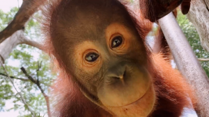 Where The Wild Ones Are: Protecting the Great Primates of Singapore