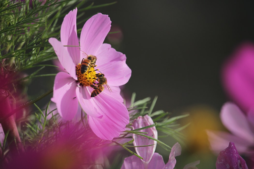 The Birds and The Bees … Are Heavy Petting