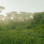 After Dover, Will Clementi Forest Be Next On The Chopping Board?