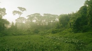 After Dover, Will Clementi Forest Be Next On The Chopping Board?