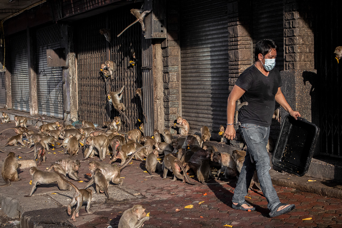 Of Monkeys & Men: An Uncomfortable Truce in Lop Buri Thailand