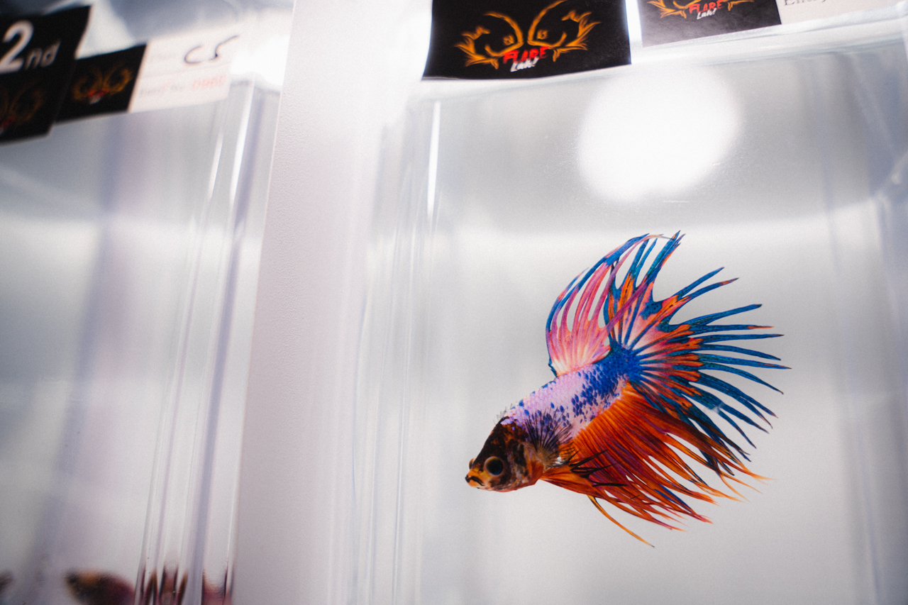 Finding Community and Love in a Betta (Fish) Place