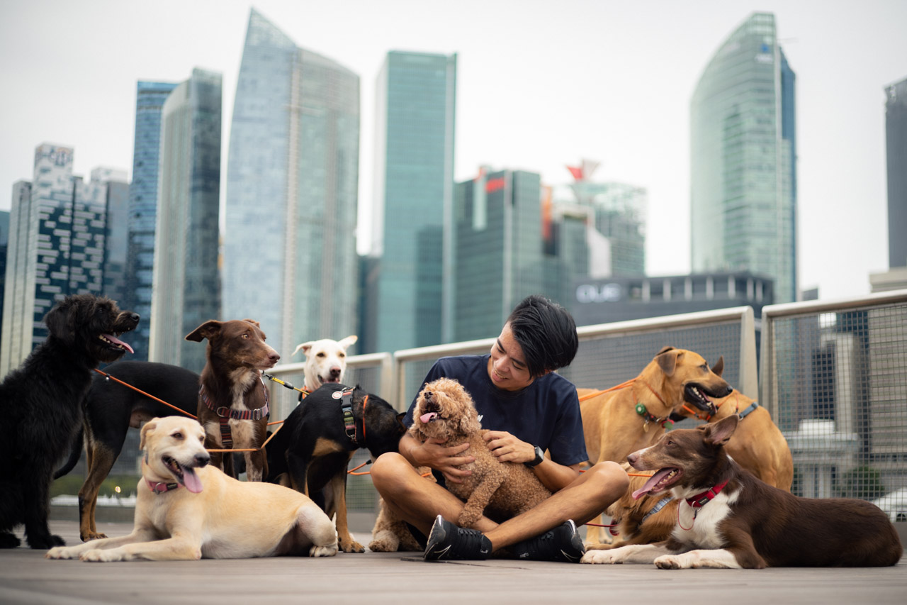 The 21-Year-Old Who Ditched a Vet Degree to Be a Professional Dog Walker