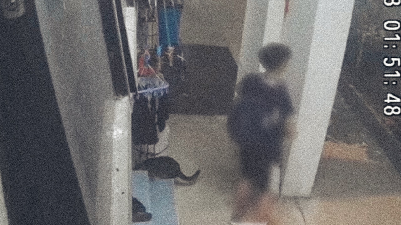 A Boy Humped a Cat. Should We Be Sharing Clips of Him?