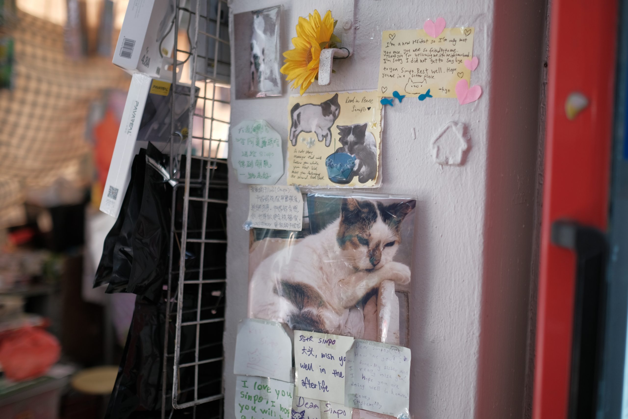 Who’s To Blame When Community Cats Are Abducted by Pest Control?