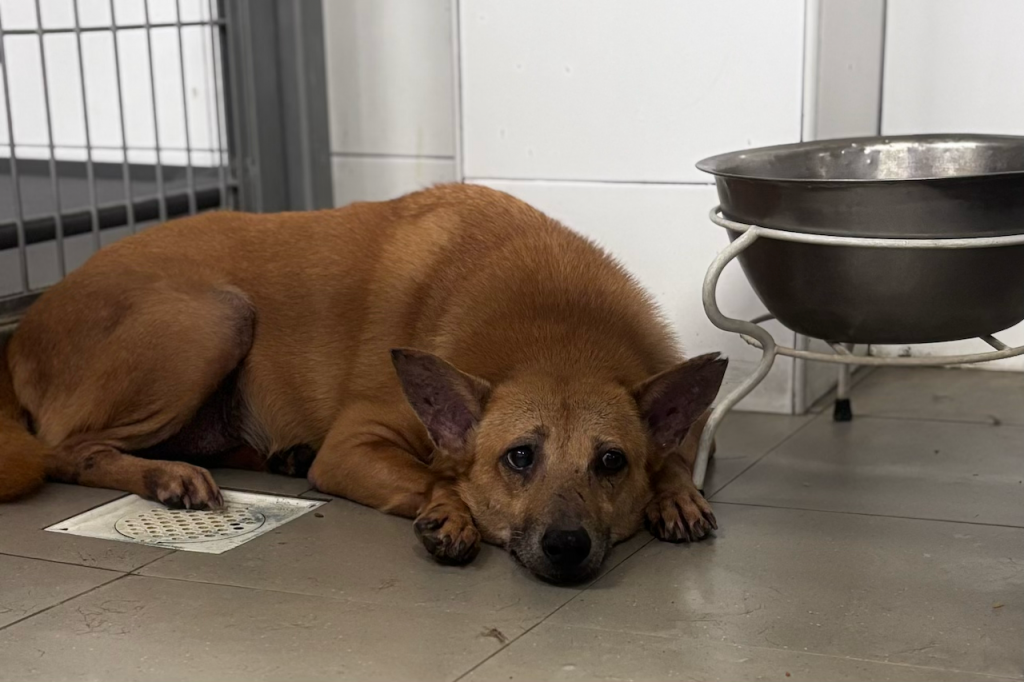 10 Questions With Animal Lovers League Volunteers Who Lost Faith in Their Leaders